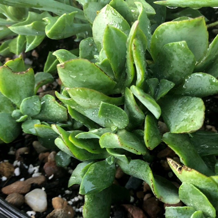 plant image 852363