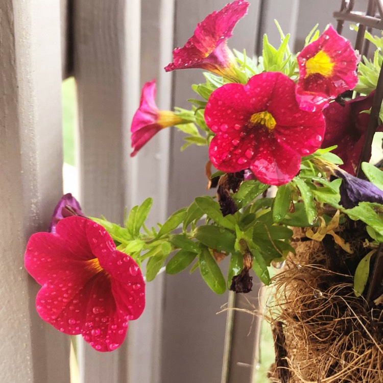 Plant image Calibrachoa Cabaret 'Dark Rose'