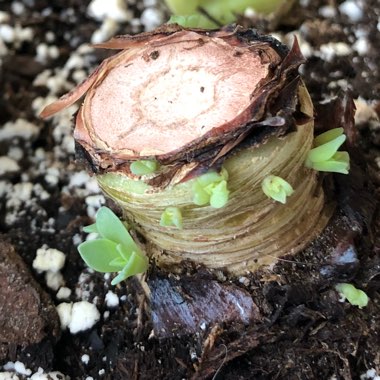 Echeveria