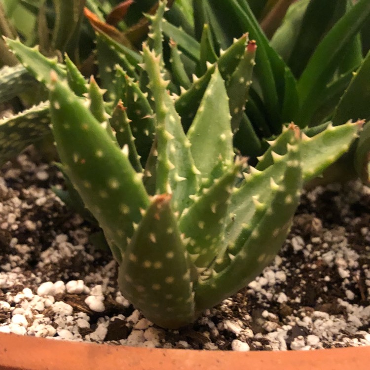 Plant image Aloe Spinosissima