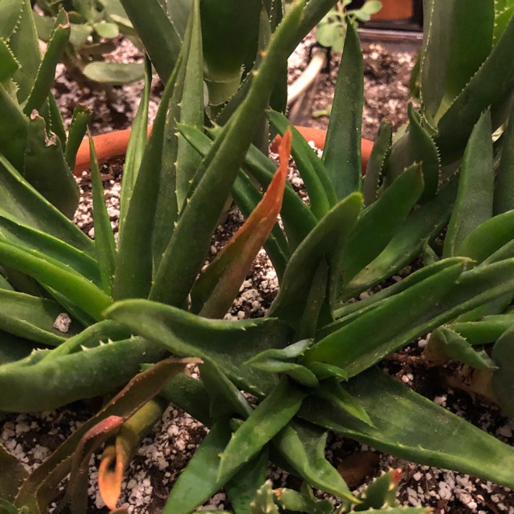 Plant image Aloe 'Black Gem'