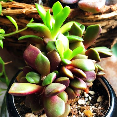Anacampseros Rufescens