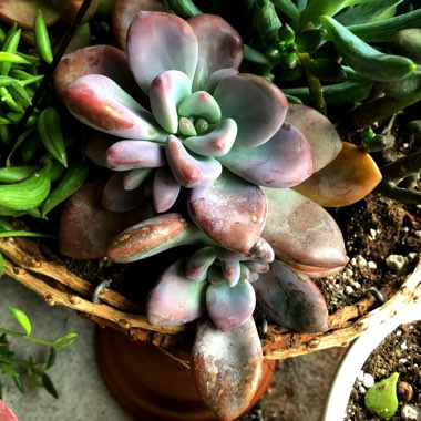 Graptopetalum Murasaki