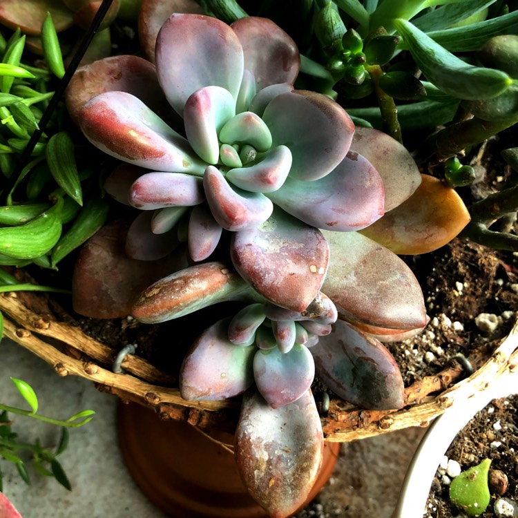 Plant image Graptopetalum Murasaki