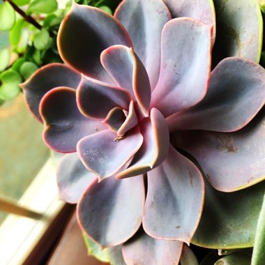 Echeveria Perle Von Nurnberg