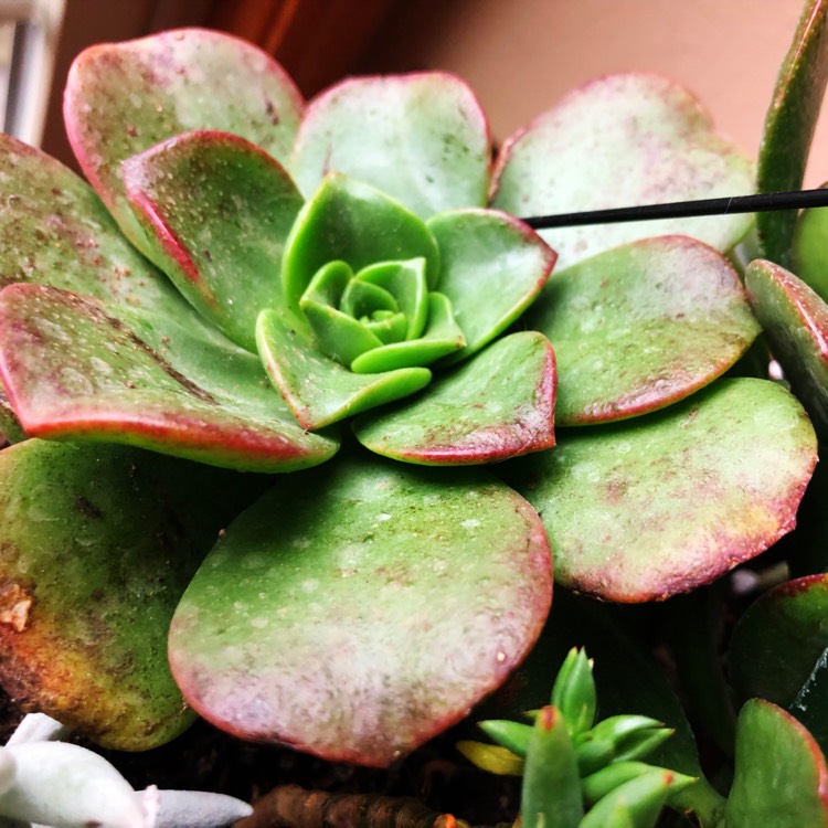 Plant image Aeonium haworthii
