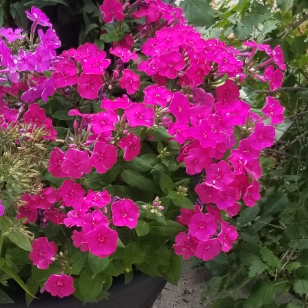 Plant image Phlox Paniculata 'Younique Cerise'