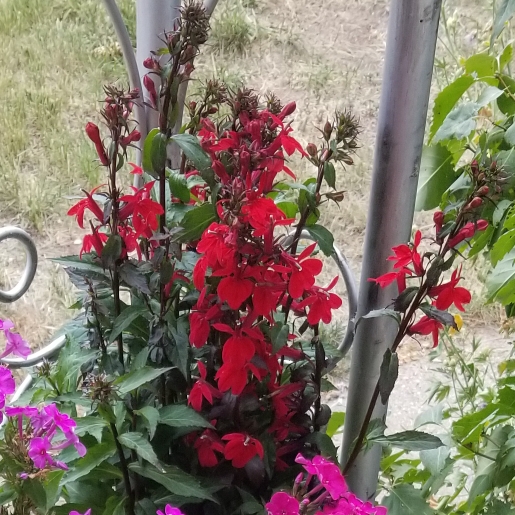 Plant image Lobelia x speciosa 'Starship Scarlet'