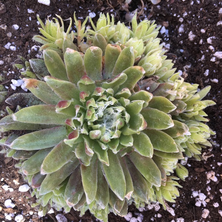 plant image 726827