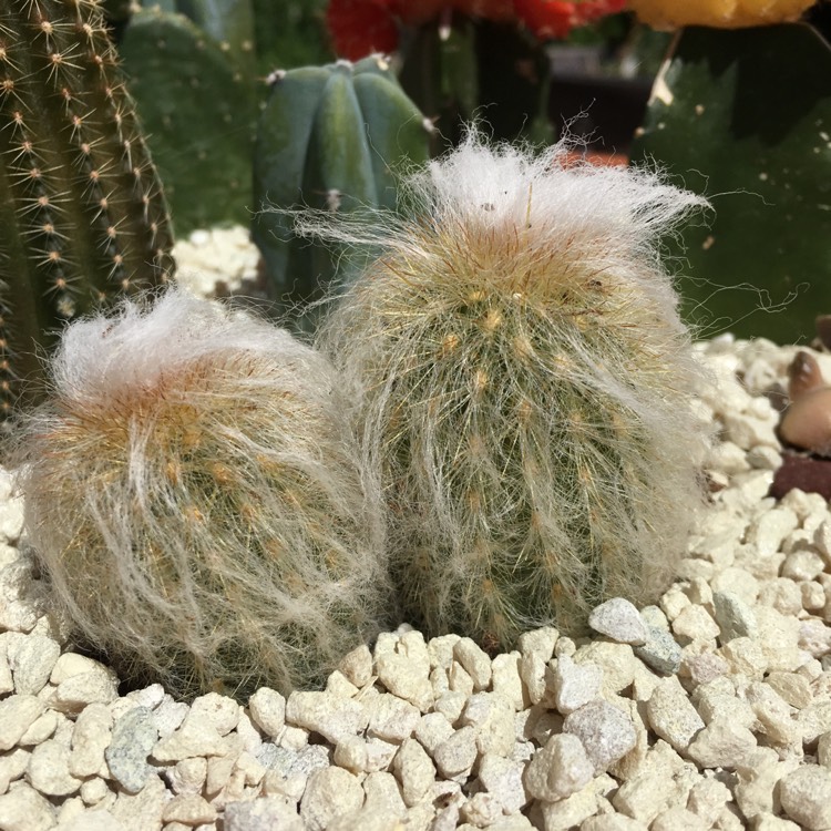 Plant image Espostoa melanostele