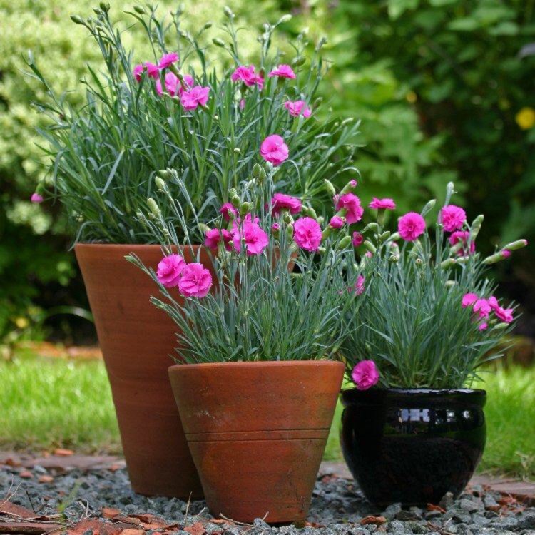 Plant image Dianthus 'Tickled Pink'
