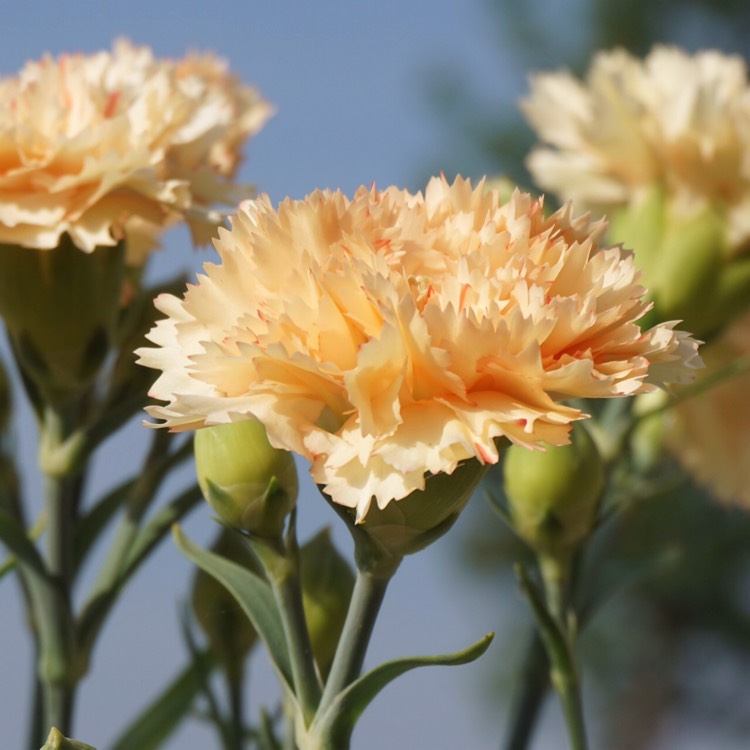 plant image 1010058