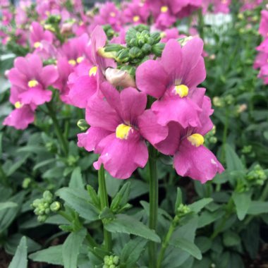 Nemesia 'Aromatica Rose Pink'