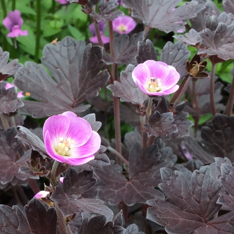 plant image 124879