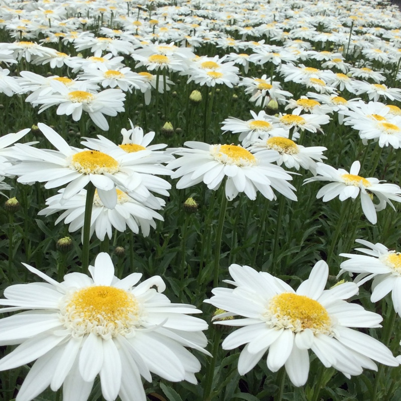 plant image 166754