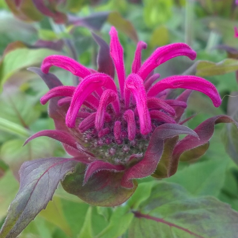 Plant image Monarda Didyma 'Balmy Purple'