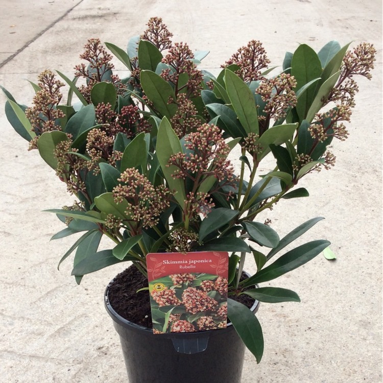 Plant image Skimmia japonica 'Rubella'