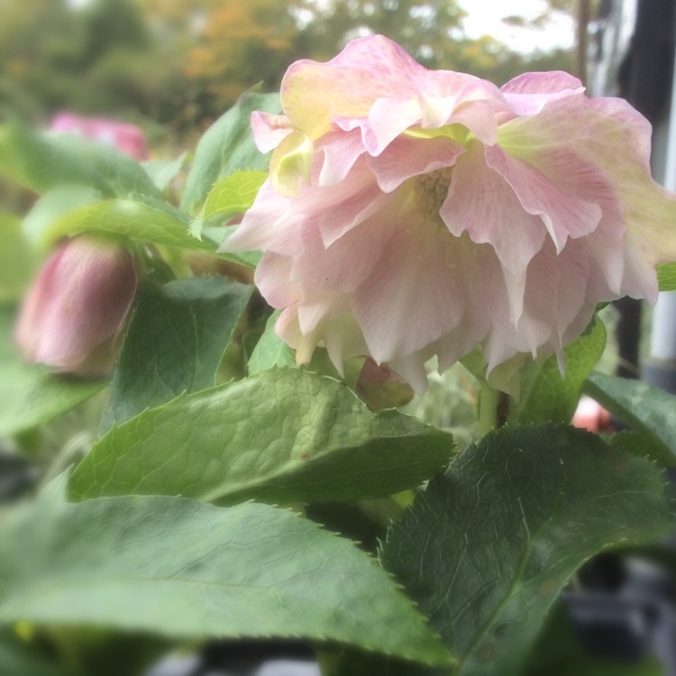 Plant image Helleborus x hybridus 'Double Ellen Pink' (Double Ellen Series)