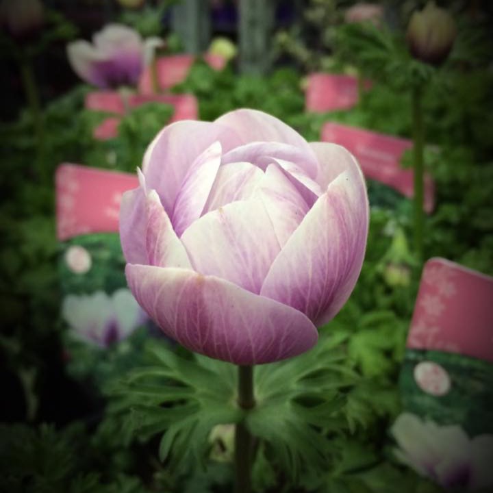 plant image 631325