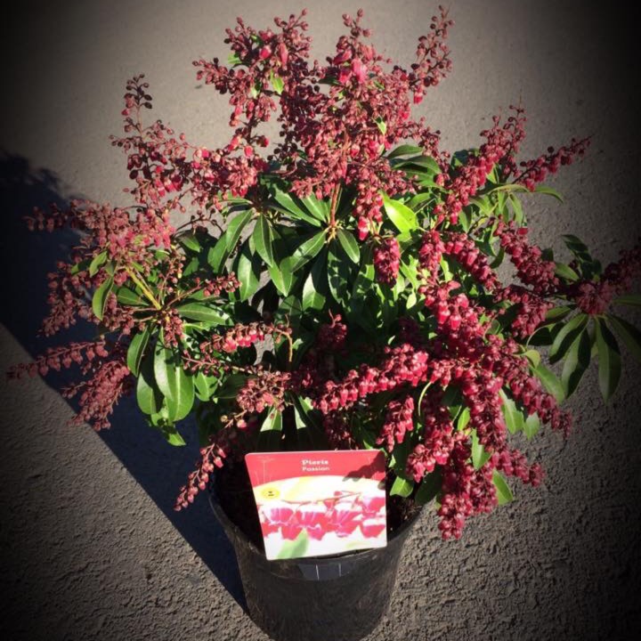 Plant image Pieris japonica 'Passion'