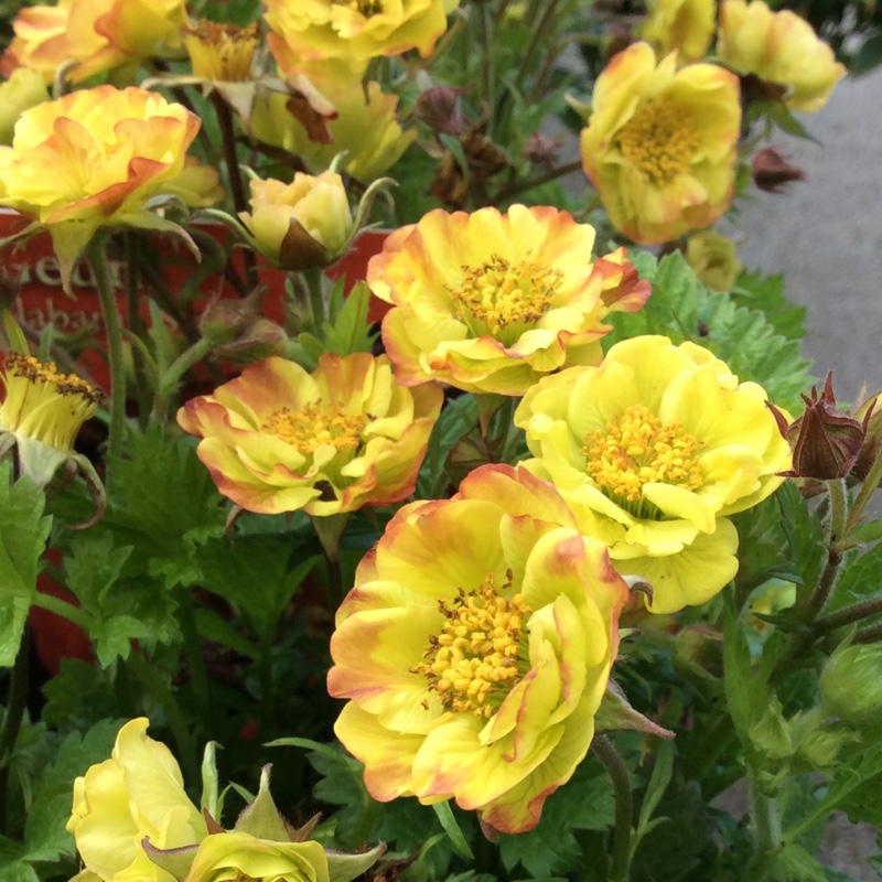 Plant image Geum 'Tequila Sunrise'