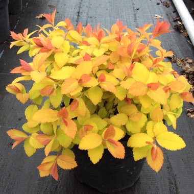 Japanese Spiraea 'Double Play Big Bang'