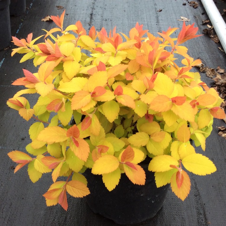 plant image 995623