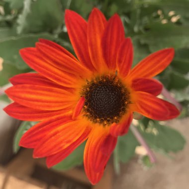 African Daisy 'Opera Fire™'