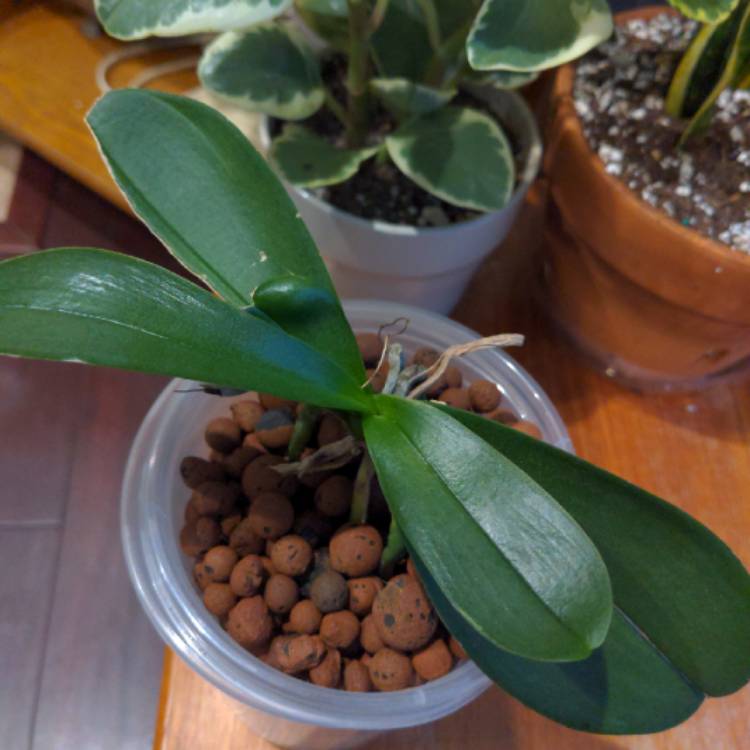 Plant image Phalaenopsis equestris var leucaspis
