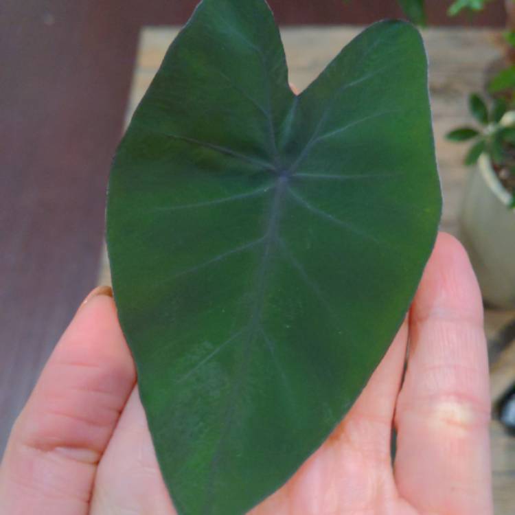 Plant image Colocasia esculenta 'Black Beauty'