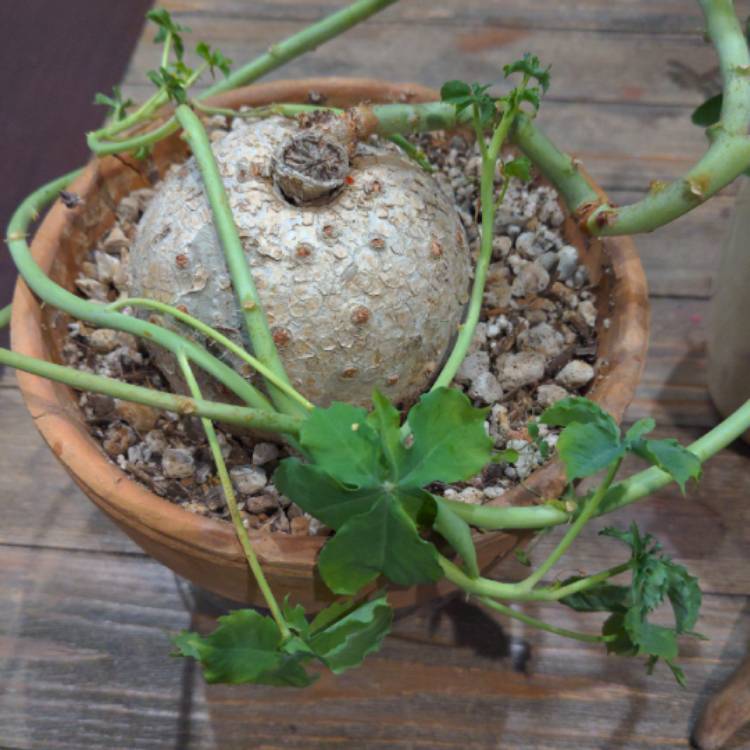 plant image 1220041