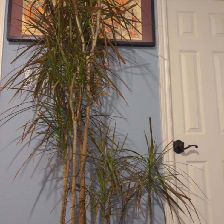 Plant image Dracaena Marginata 'Colorama'