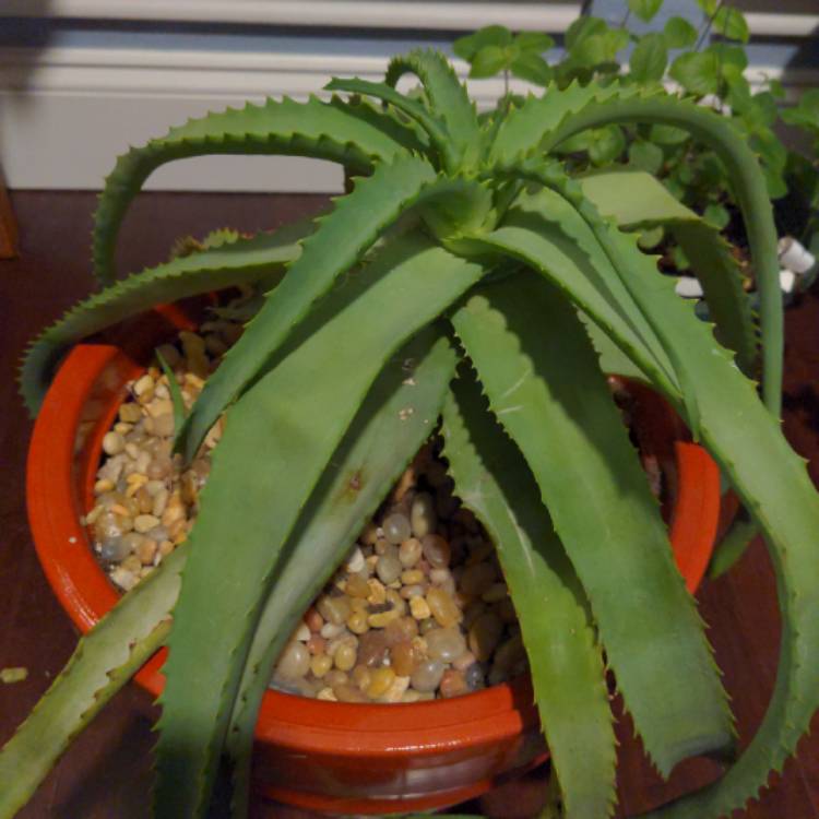 plant image 1220055