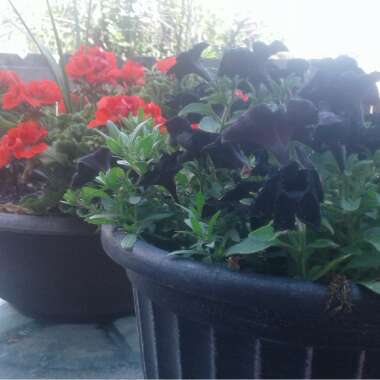 Petunia 'Black Satin'