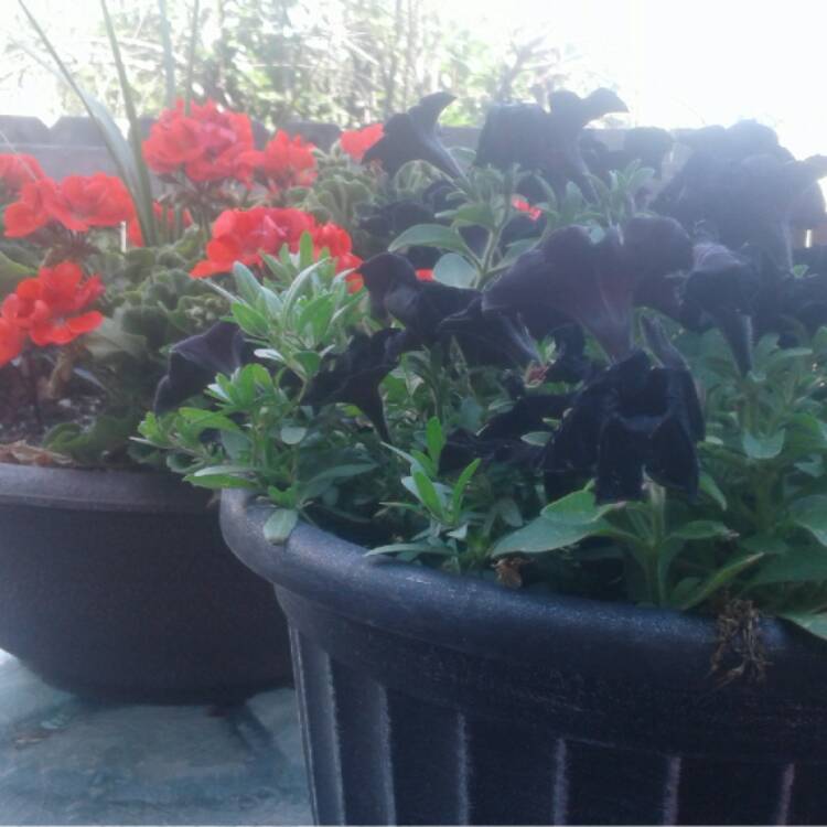 Plant image Petunia 'Sweetunia Black Satin'