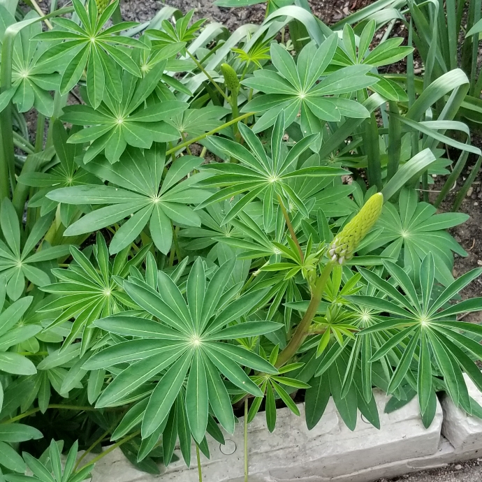 Plant image Lupinus 'Camelot Pink'