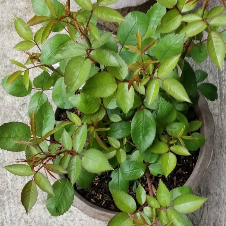 plant image 1044673