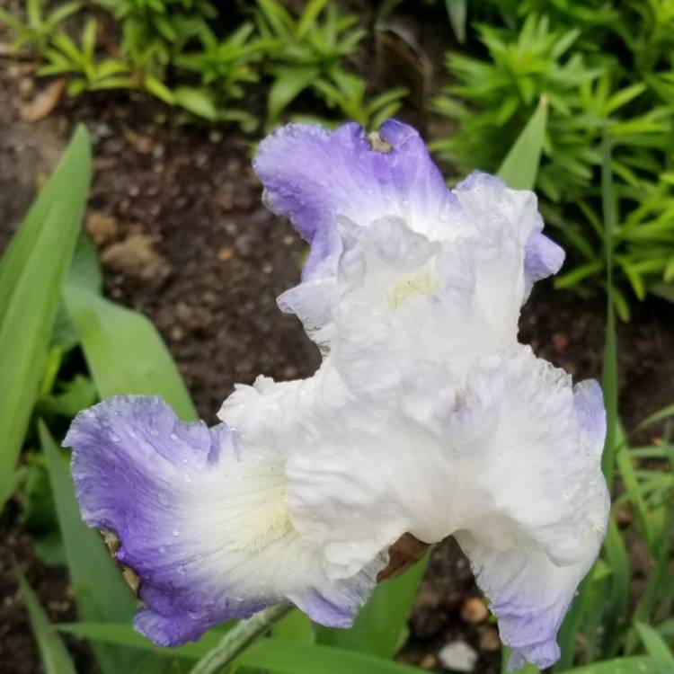 plant image 1051983