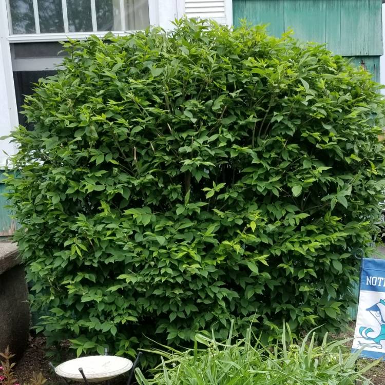 Plant image Euonymus alatus