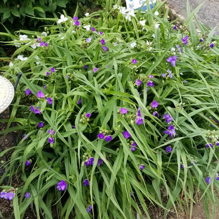 Plant image Tradescantia ohiensis