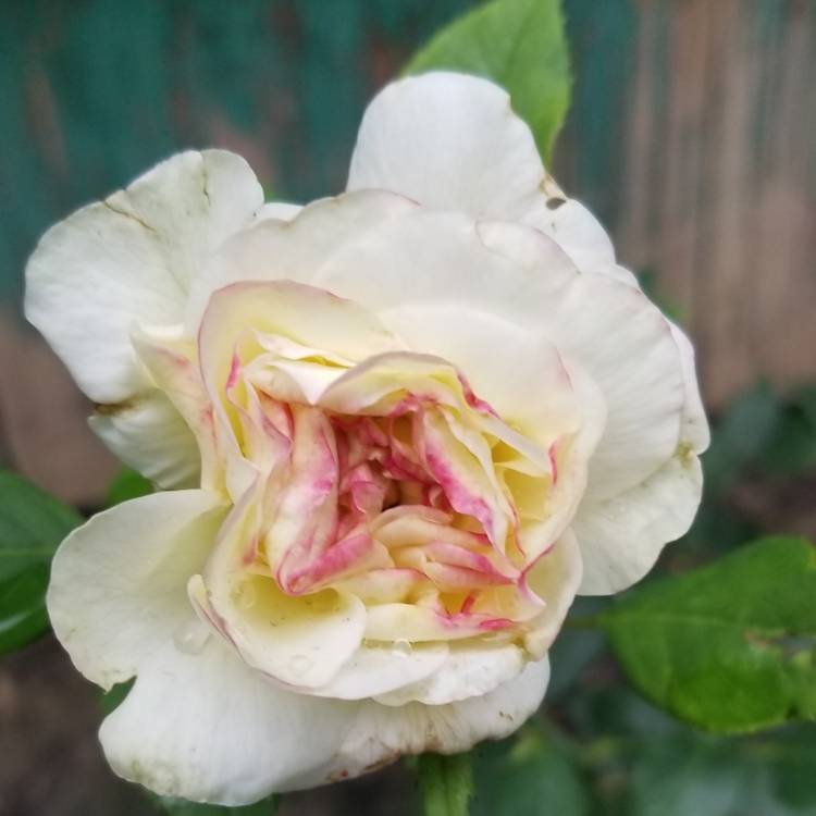 plant image 1087437