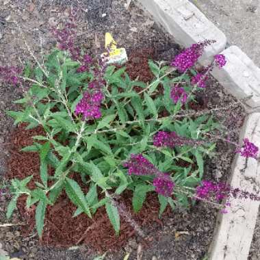 Buddleja