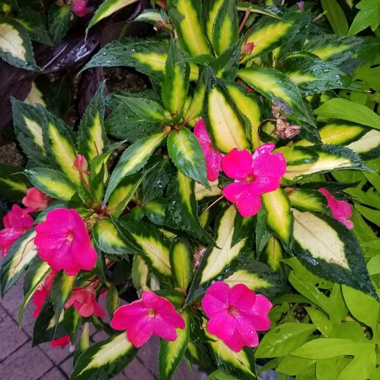 Plant image Impatiens 'SunPatiens® Compact Tropical Rose'