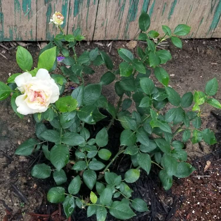 plant image 1119083