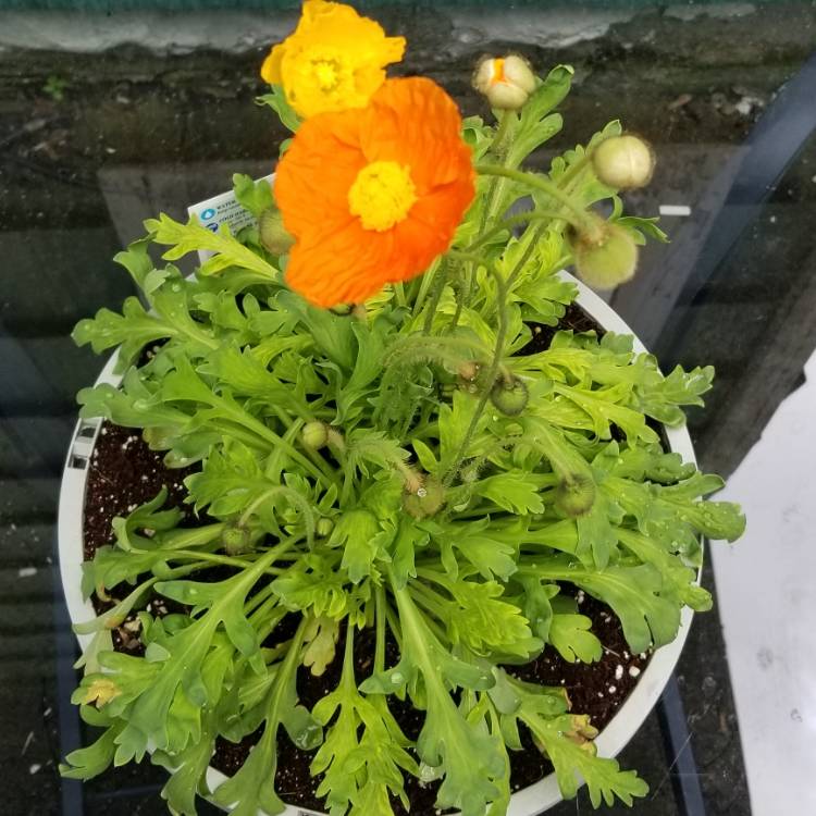 Plant image Papaver alpinum