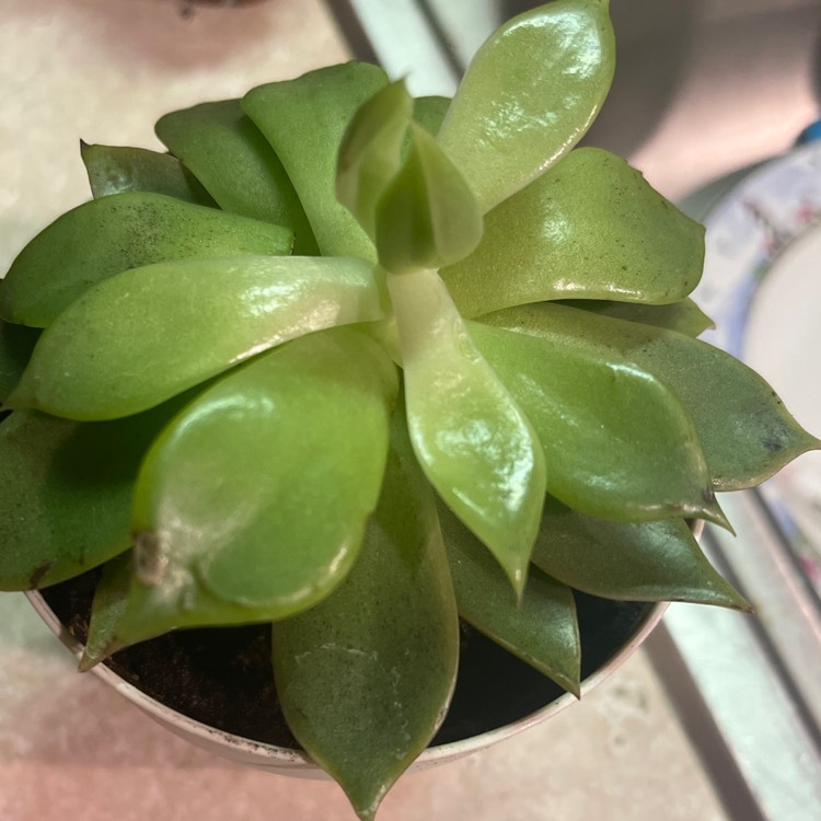 plant image 1685798