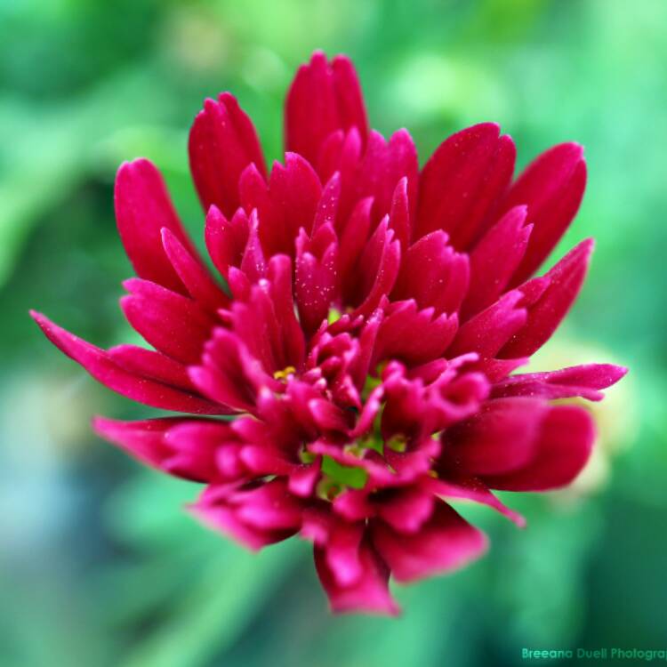 plant image 330128