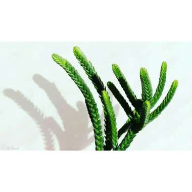 Crassula muscosa