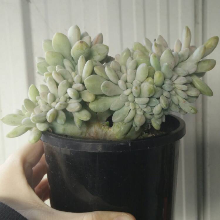 Plant image x Pachyveria Clavifolia Cristata