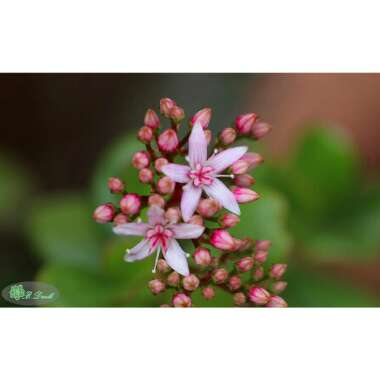 Crassula ovata syn. Crassula argentea, Crassula portulacea,Crassula obliqua,Crassula articulata,Crassula nitida,Crassula lucens.